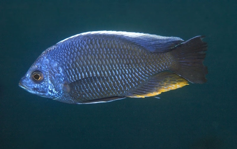 Copadichromis borleyi 'Ndumbi Point'
